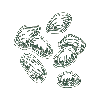 Cardamom pods