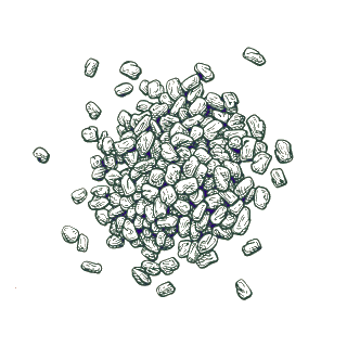 Fenugreek seeds